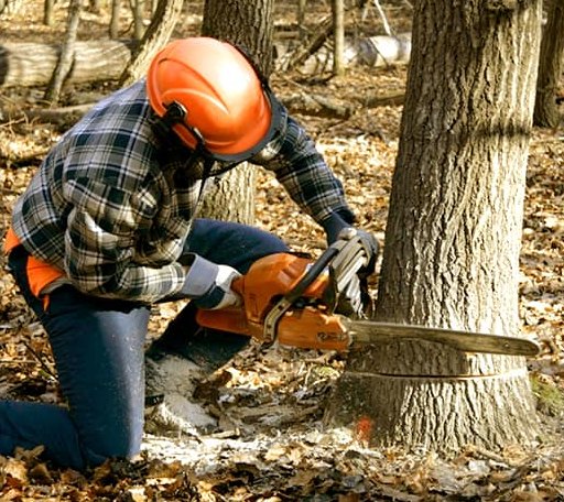 Tree Removal in West Manchester, OH